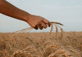 wheat field-unsplash